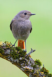 Image. Black Redstart