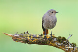 Image. Black Redstart