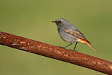 Image. Black Redstart