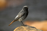 Image. Black Redstart