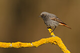 Image. Black Redstart
