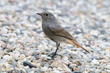 Image. Black Redstart