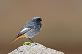 Image. Black Redstart
