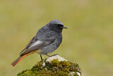 Image. Black Redstart