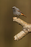 Image. Black Redstart