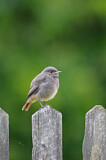 Image. Black Redstart