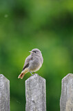 Image. Black Redstart