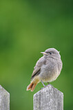 Image. Black Redstart