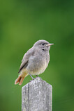 Image. Black Redstart