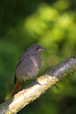 Image. Black Redstart