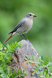 Image. Black Redstart