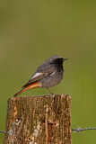 Image. Black Redstart