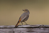 Image. Black Redstart