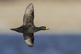 Image. Black Scoter