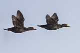 Image. Black Scoter
