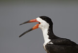 Image. Black Skimmer