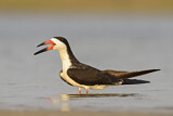 Image. Black Skimmer