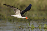 Image. Black Skimmer