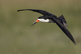 Image. Black Skimmer