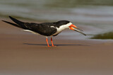 Image. Black Skimmer