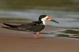 Image. Black Skimmer