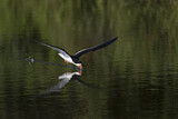 Image. Black Skimmer