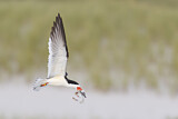 Image. Black Skimmer