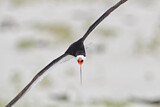 Image. Black Skimmer