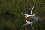 Image. Black Skimmer