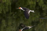Image. Black Skimmer