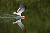 Image. Black Skimmer