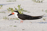 Image. Black Skimmer