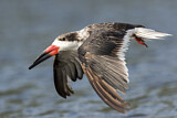 Image. Black Skimmer