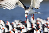 Image. Black Skimmer