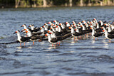 Image. Black Skimmer