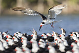 Image. Black Skimmer