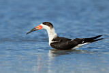 Image. Black Skimmer