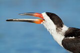 Image. Black Skimmer