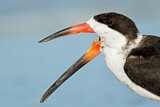 Image. Black Skimmer