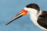 Image. Black Skimmer