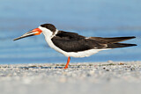 Image. Black Skimmer