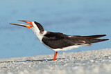 Image. Black Skimmer