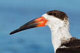Image. Black Skimmer