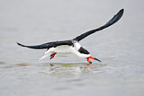 Image. Black Skimmer