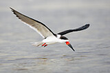 Image. Black Skimmer