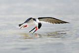 Image. Black Skimmer
