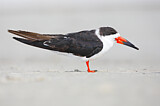 Image. Black Skimmer