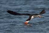 Image. Black Skimmer