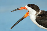 Image. Black Skimmer