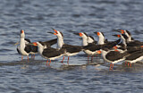 Image. Black Skimmer
